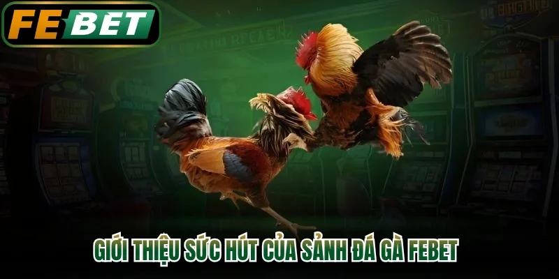 Giới thiệu sức hút của sảnh đá gà FEBET